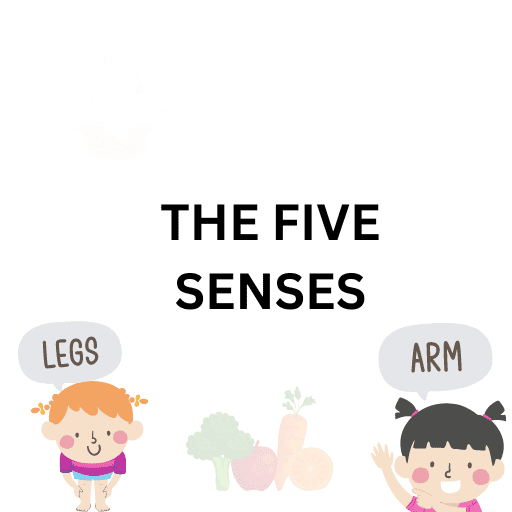 The Five Senses